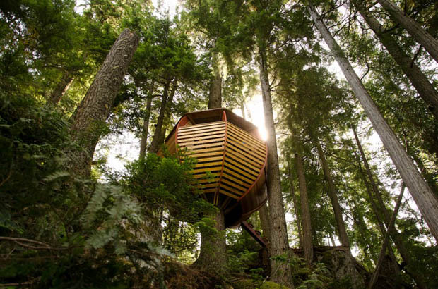 สร้างบ้านกระท่อม บนต้นไม้ ในป่า