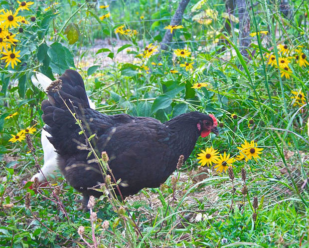 ไก่แจ้ เลี้ยงไก่แจ้