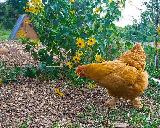 ไก่ไข่ การเลี้ยงไก่ไข่ ไว้ที่บ้าน