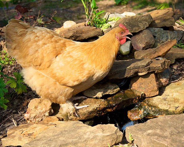 เลี้ยงไก่ไข่ ไก่แจ้ ไว้ในสวนข้างบ้าน