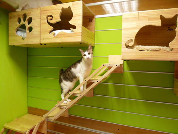 บ้านแมว กล่องไม้ ทำบ้านแมว