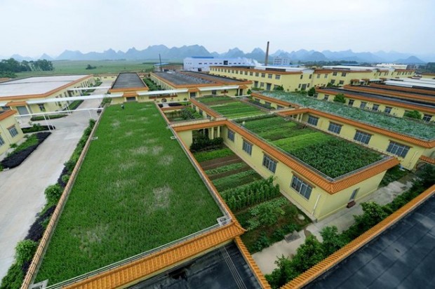 rooftop-rice-paddy-04