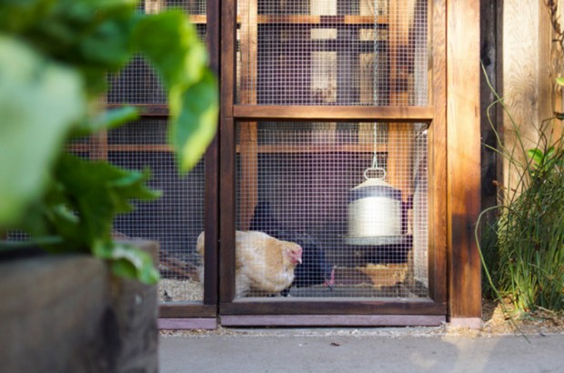 An Edible Backyard in an Eichler Home Midcentury Landscape-11