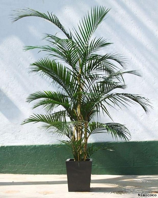 Areca-palm ปาล์มประดับ-หมากเหลือง