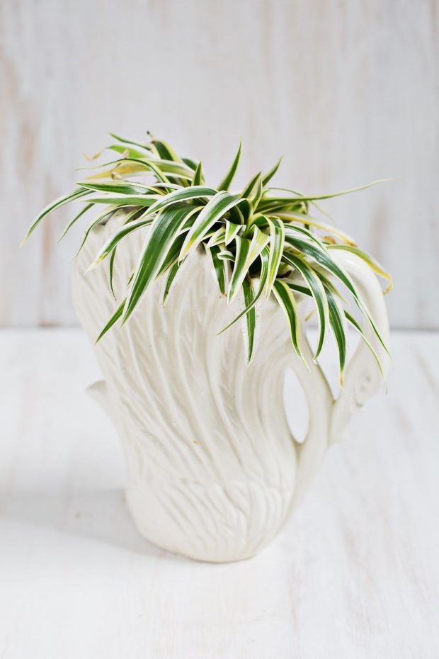 Spider Plant-เศรษฐีเรือนนอก