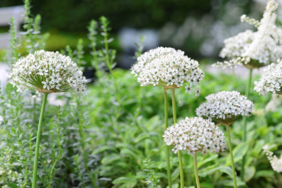 Allium nigrum (SYN. Multibulbosum )