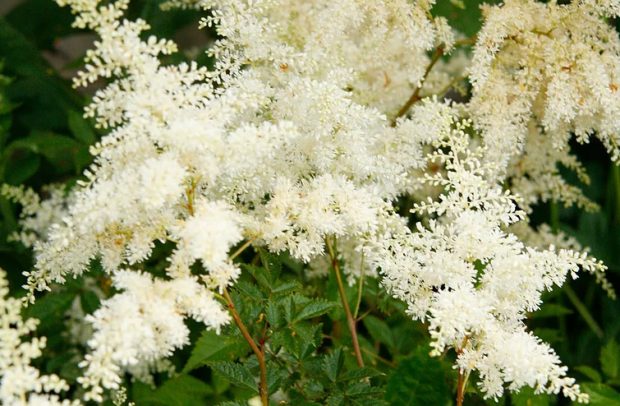 Astilbe Bridal veil