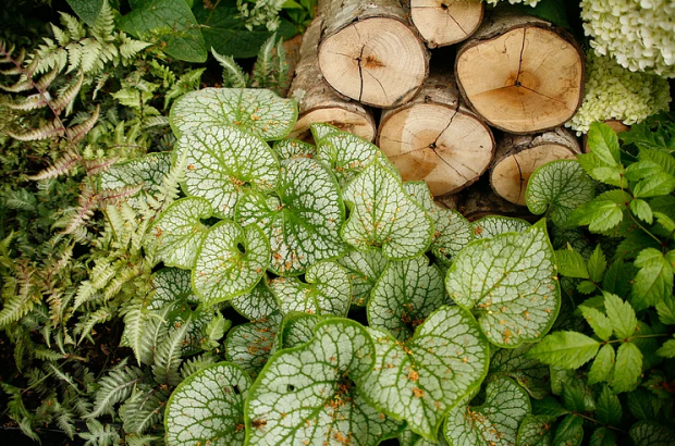 Brunnera macrophylla Jack Frost