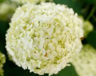 Hydrangea arborescens Annabelle