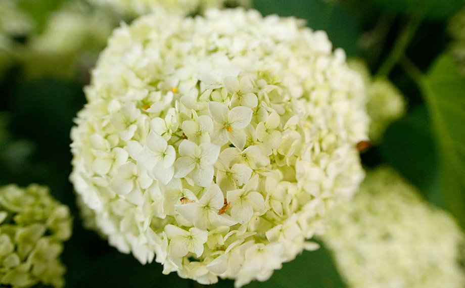 Hydrangea arborescens Annabelle