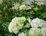 Hydrangea-macrophylla-Nymphe