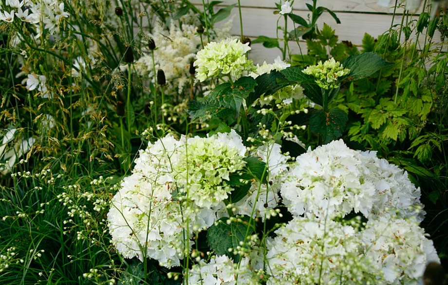 Hydrangea-macrophylla-Nymphe