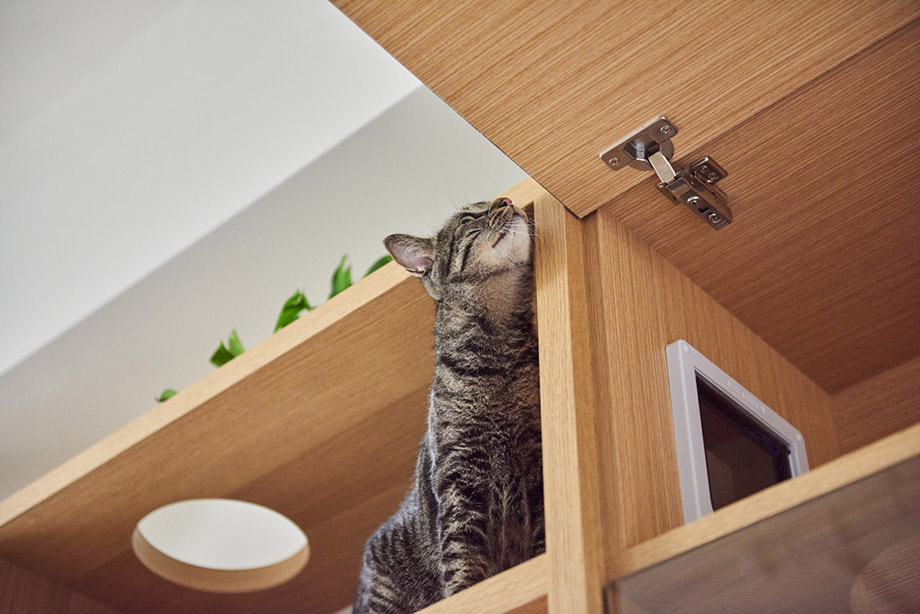 cat-furniture