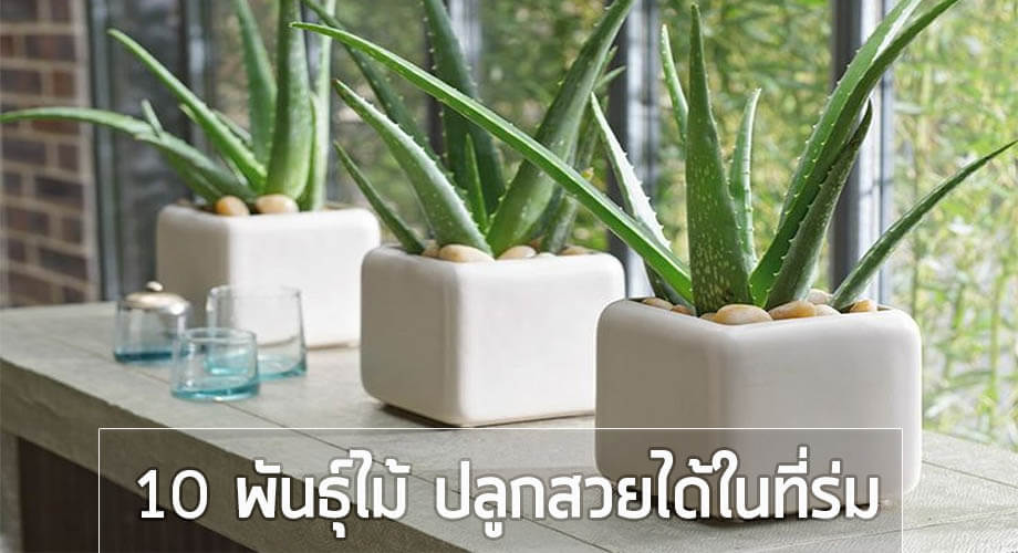 10 พันธ์ุไม้ดอกงามใบสวยปลูกได้ในที่ร่มรำไร - บ้านไอเดีย เว็บไซต์เพื่อบ้านคุณ