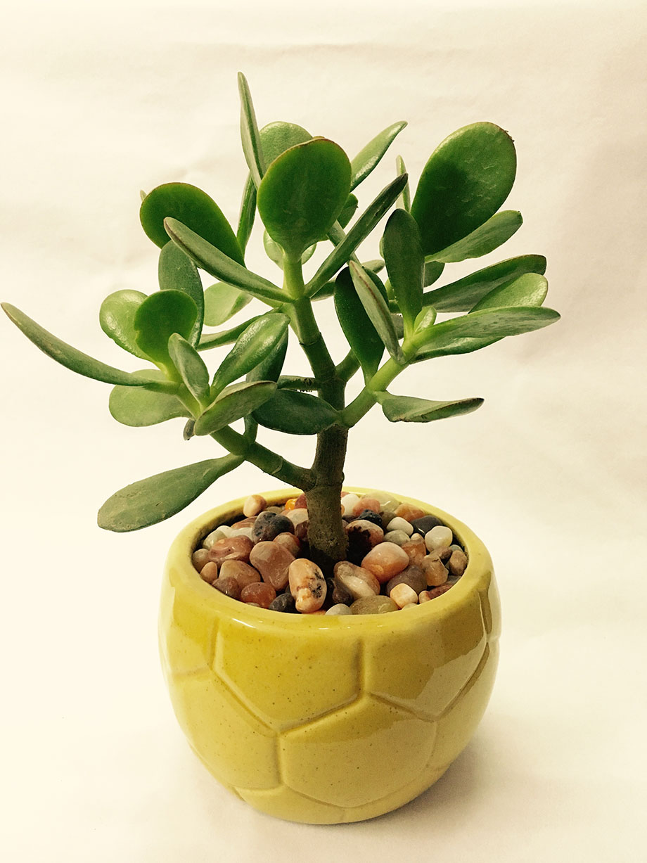 Jade-plant คลาสซูล่า