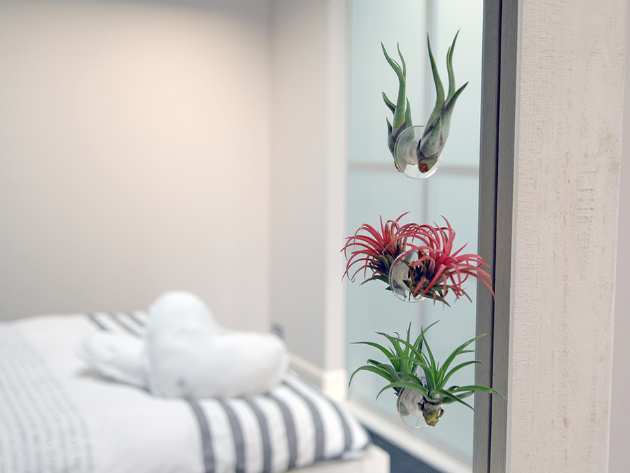 Tillandsia