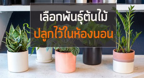 ต้นไม้ปลูกในห้องนอน