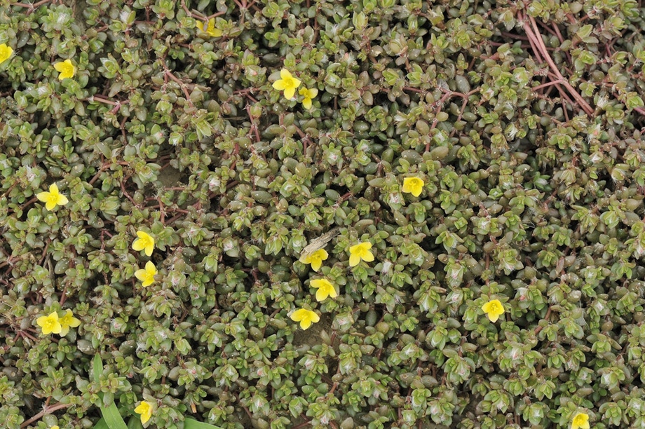 portulaca-oleracea-ผักเบี้ยหนู