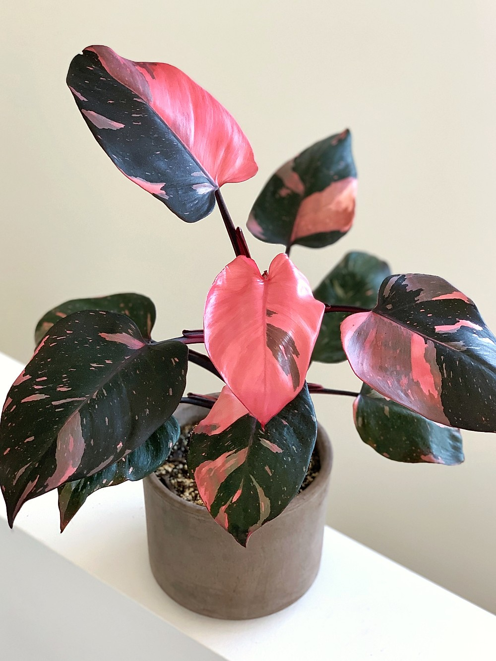 Pink Princess Philodendron