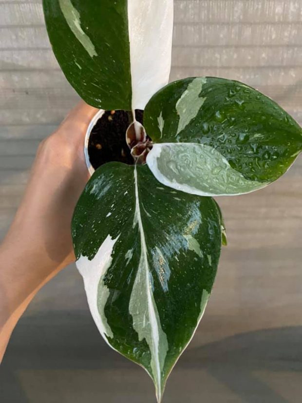 White_Knight_Philodendron