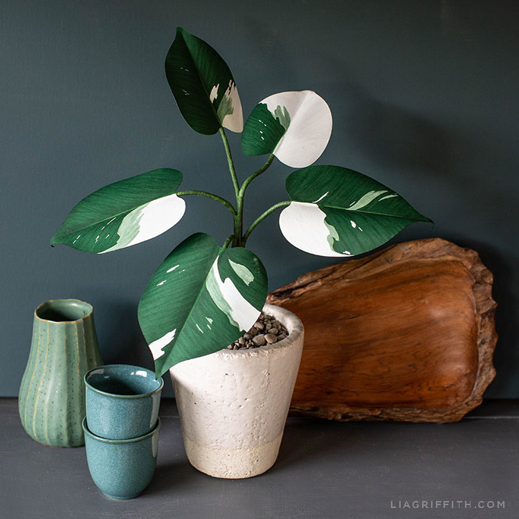 White_Knight_Philodendron_Paper_Plant_1