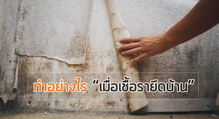 วิธีรับมือเชื้อรา