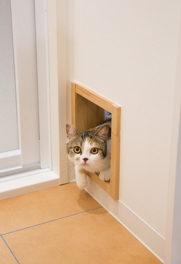 ประตูแมวลอด