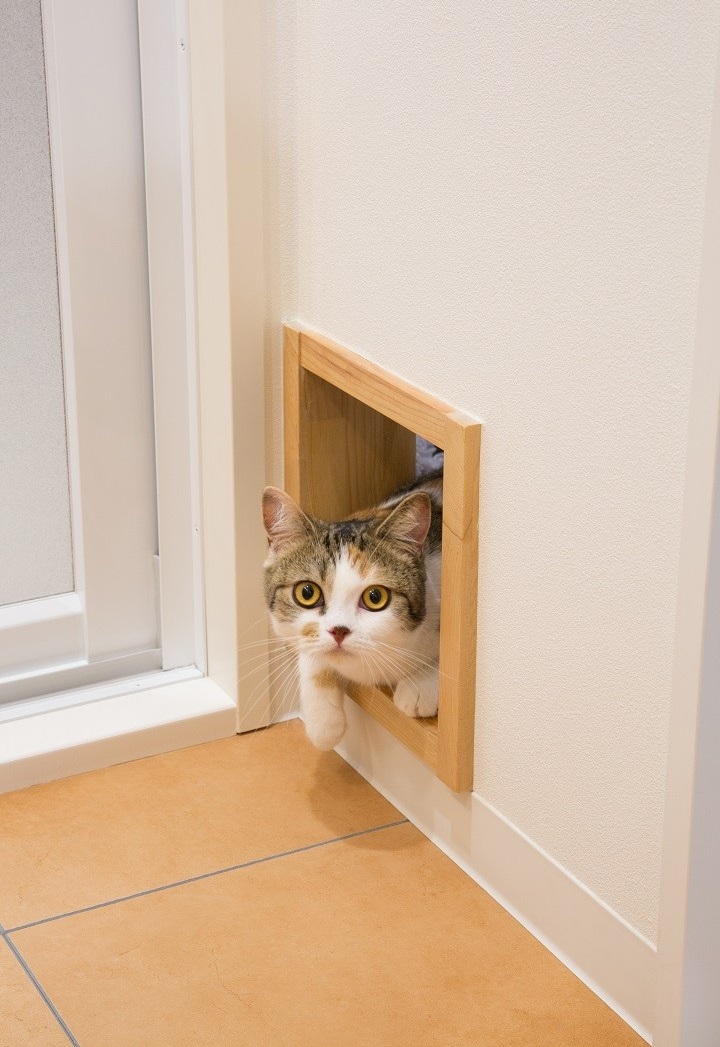 ประตูแมวลอด