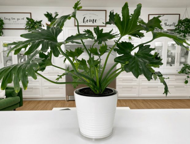 Philodendron-com