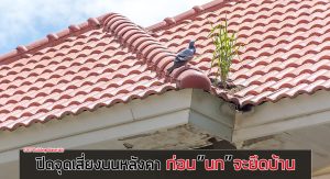 ป้องกันนกบนหลังคา