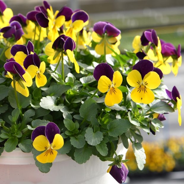 Viola cornuta ดอกแพนซี่