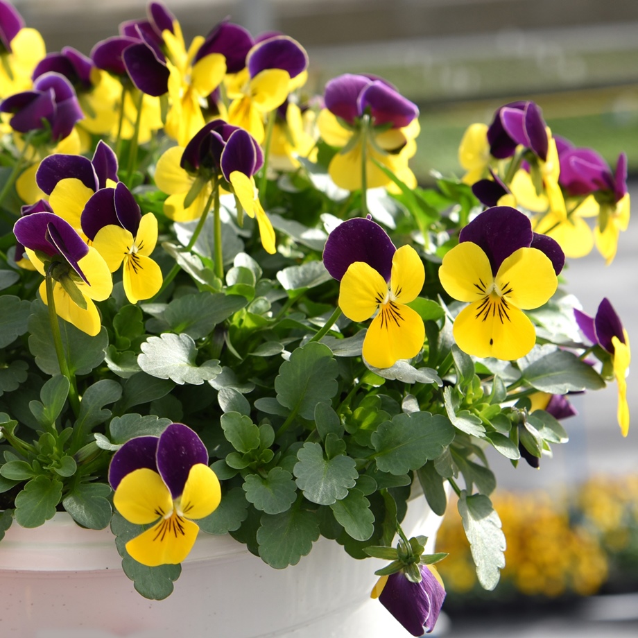 Viola cornuta ดอกแพนซี่