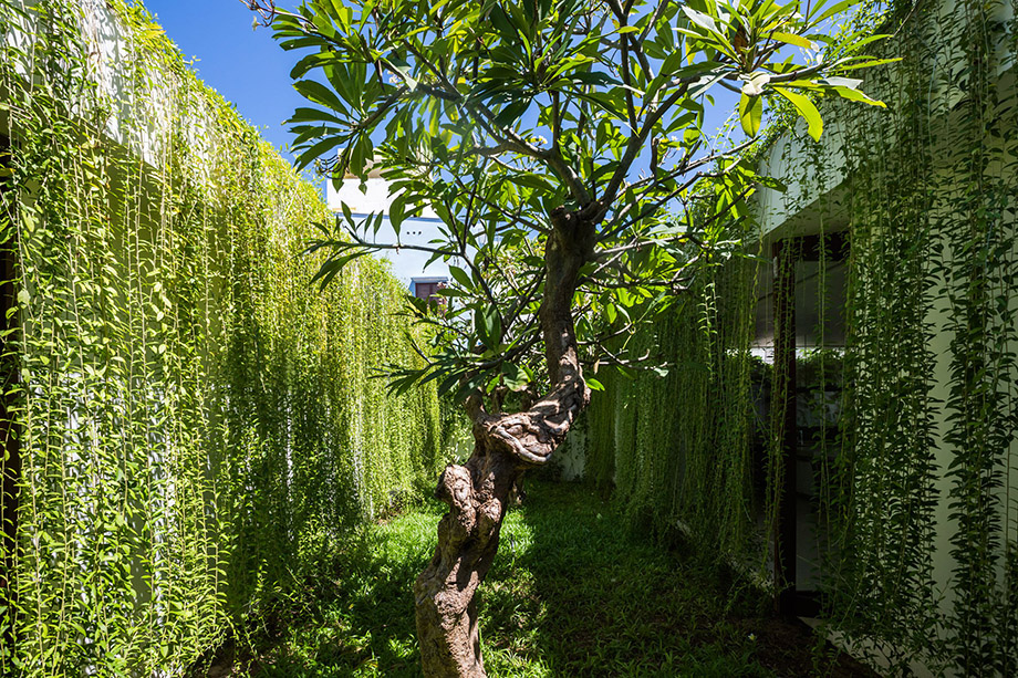 ต้นลีกวนยู Vernonia elliptica