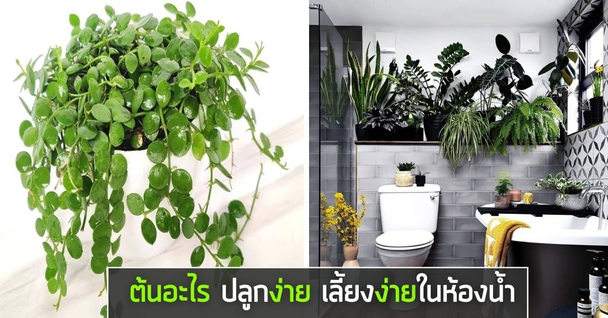 ต้นอะไร ปลูกง่าย เลี้ยงง่ายในห้องน้ำ