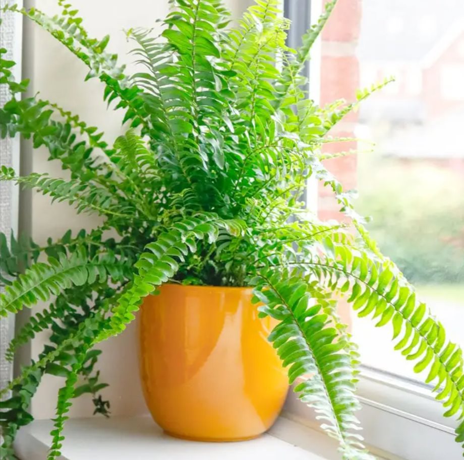 boston-fern