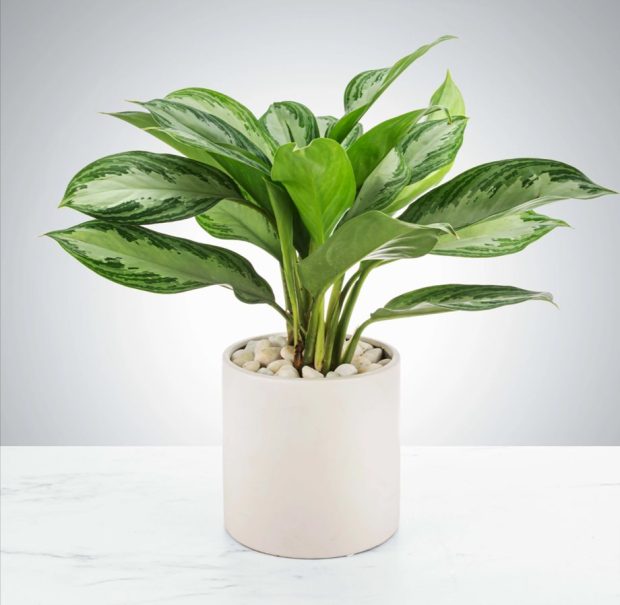 chinese evergreen