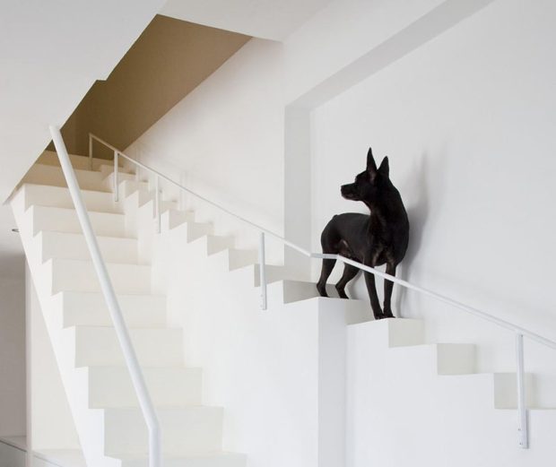 ออกแบบบันไดในบ้านสำหรับสุนัข