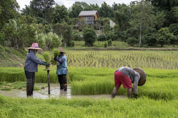 บ้านพักพื้นถิ่นประยุกต์กลางพื้นที่เกษตกรรม